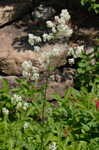 Waxyleaf meadow-rue